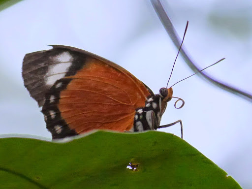 Common Orange Forester
