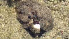 Pilumnus vespertilio