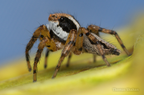 Tarkas maculatipes