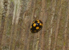 Brachiacantha octopustulata