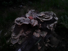 Trametes