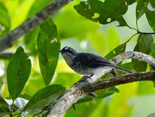 White-browed Forest Flycatcher (Fraseria cinerascens), photo 4
