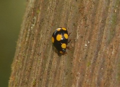 Brachiacantha octopustulata