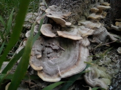 Trametes