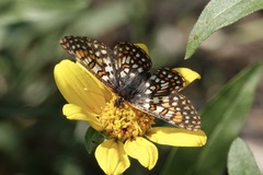 Euphydryas anicia