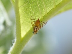 Zonosemata vittigera