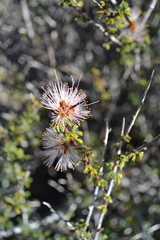 Calliandra chilensis