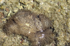 Pilumnus vespertilio