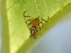 Zonosemata vittigera