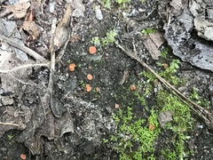 Pulvinula laeterubra