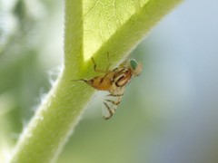 Zonosemata vittigera