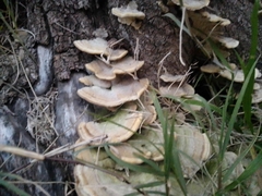 Trametes