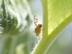 Zonosemata vittigera