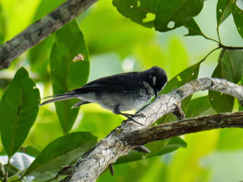 White-browed Forest Flycatcher (Fraseria cinerascens), photo 6
