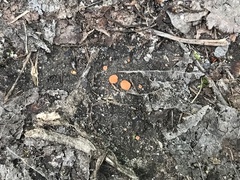 Pulvinula laeterubra