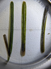 Potamogeton berchtoldii