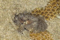 Pilumnus vespertilio