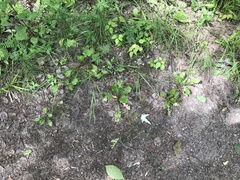 Pulvinula laeterubra