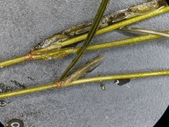 Potamogeton berchtoldii