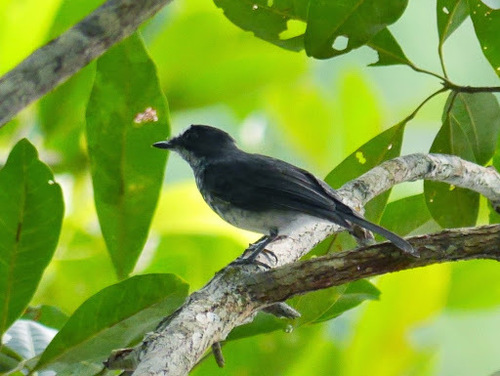 White-browed Forest Flycatcher (Fraseria cinerascens), photo 7