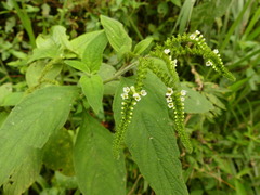 Heliotropium rufipilum