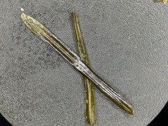 Potamogeton berchtoldii