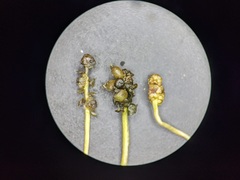 Potamogeton berchtoldii