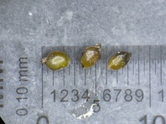 Potamogeton berchtoldii