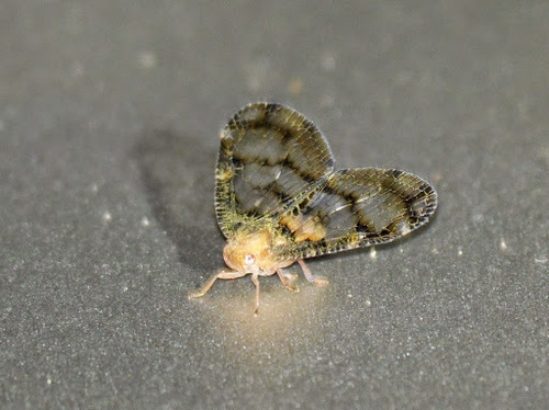 Nogodinidae
