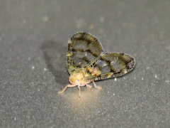 Nogodinidae