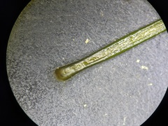 Potamogeton berchtoldii