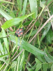 Brachystethus rubromaculatus