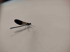 Calopteryx splendens