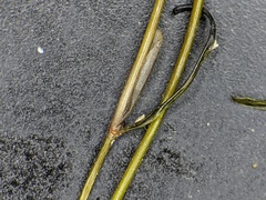 Potamogeton berchtoldii