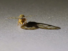 Nogodinidae