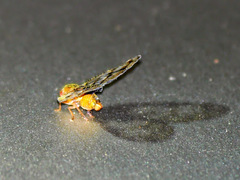 Nogodinidae