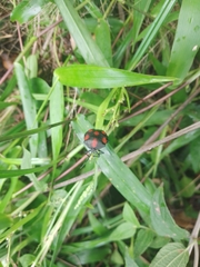 Brachystethus rubromaculatus