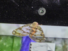 Nogodinidae