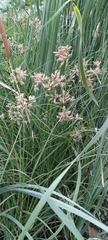 Bolboschoenus glaucus