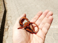 Urotheca lateristriga