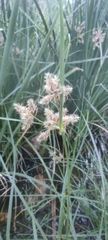 Bolboschoenus glaucus