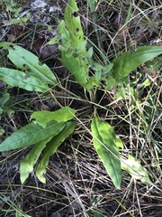 Salvia pentstemonoides