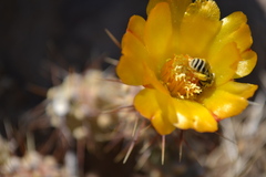Cumulopuntia leucophaea