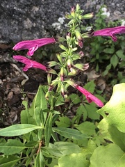 Salvia pentstemonoides