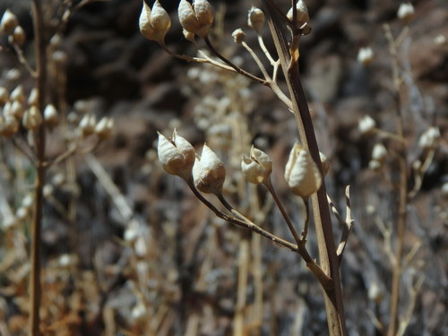 Image of Scrophularia glabrata by (c) Daniel Cahen, some rights reserved (CC BY)