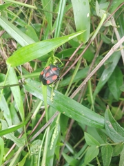 Brachystethus rubromaculatus