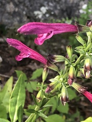 Salvia pentstemonoides