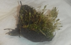 Entosthodon hungaricus