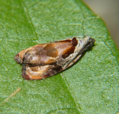 Zomaria interruptolineana