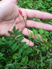 Tephrosia spicata